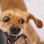 Dog Bite Lawyers in Auburn img