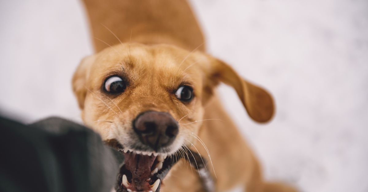 Dog Bite Lawyers in Auburn img