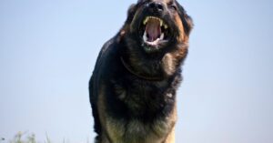 How Dog Bite Lawyers in Auburn Prove Responsibility After an Attack img