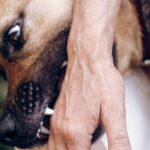 Seattle Dog Bite Accident Attorneys img