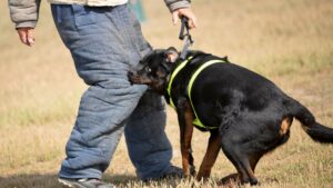 What Makes Dog Bite Injury Claims Different From Other Accident Cases