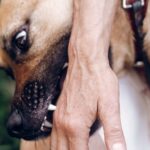 Dog Bite Attorneys in Kennewick