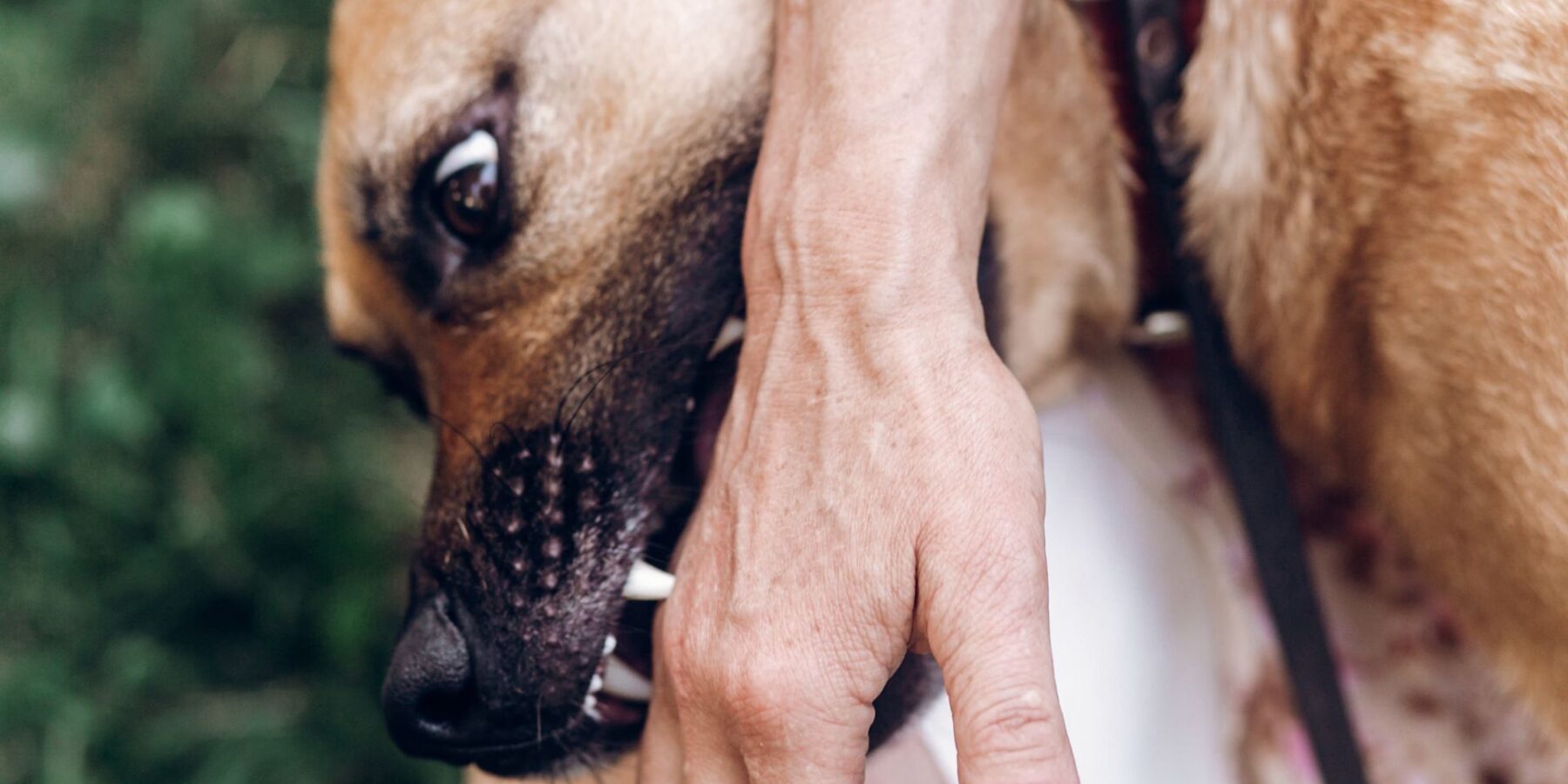 Dog Bite Attorneys in Kennewick