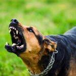 Dog Bite Accident Lawyers in Mesa image