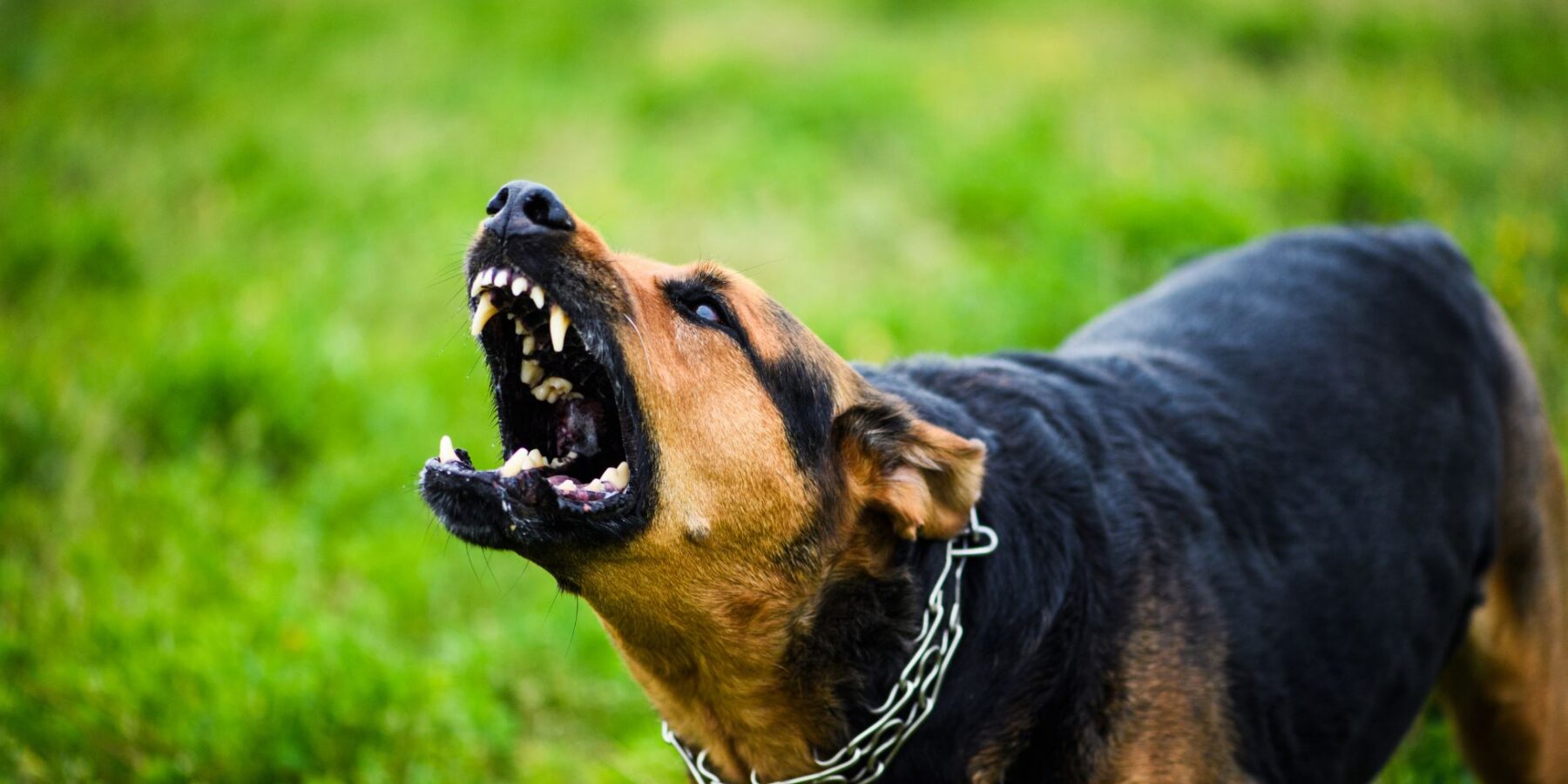 Dog Bite Accident Lawyers in Mesa image