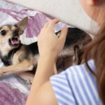Dog Bite Lawyer in Washington image