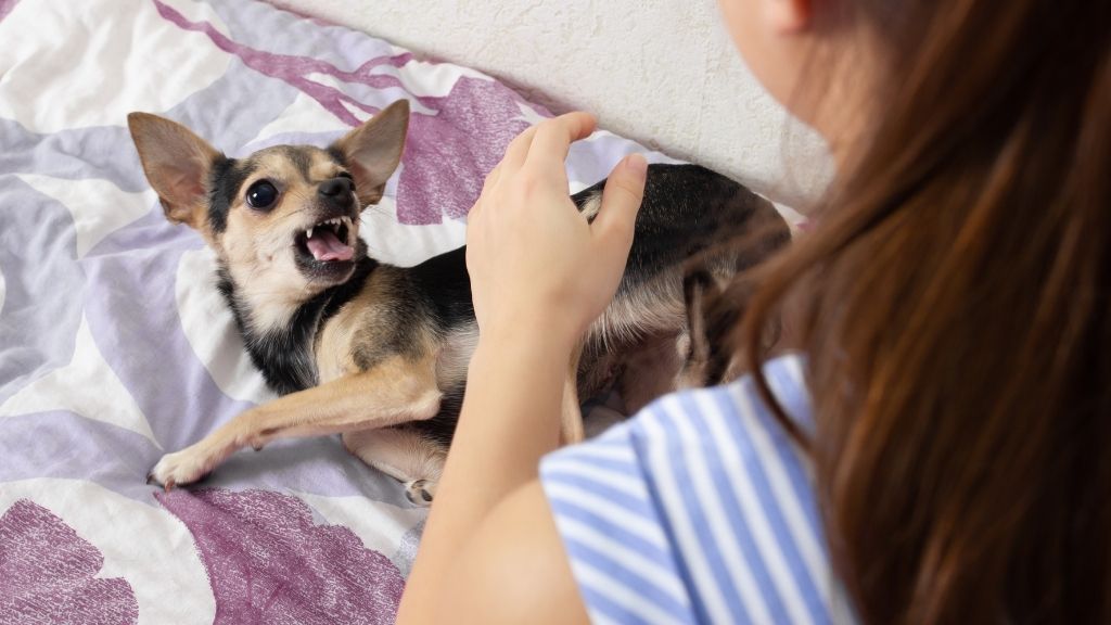 Dog Bite Lawyer in Washington image
