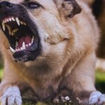 Dog Bite Lawyers in Portland at Ritchie-Reiersen Injury & Immigration Attorneys
