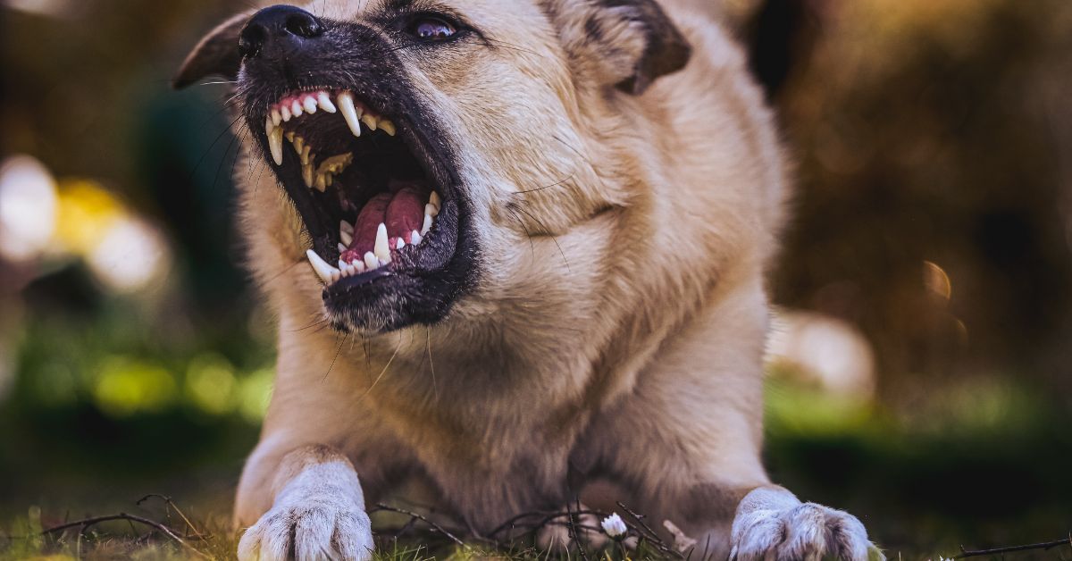 Dog Bite Lawyers in Portland at Ritchie-Reiersen Injury & Immigration Attorneys