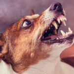 Dog Bite Lawyers in Spokane at Ritchie-Reiersen Injury & Immigration Attorneys