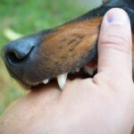 Dog Bite Lawyers in Twin Falls at Ritchie-Reiersen Injury & Immigration Attorneys