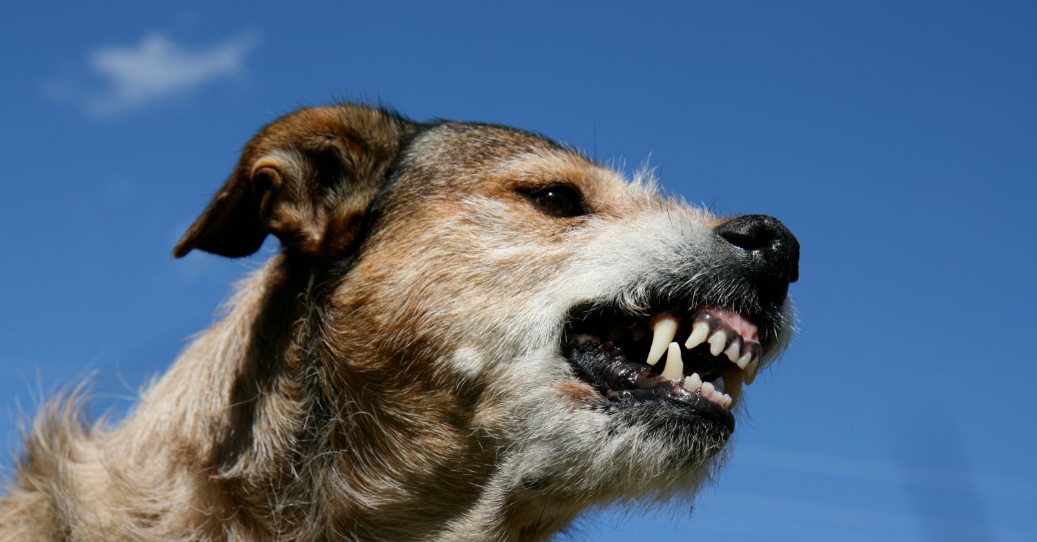 How Dog Bite Accident Lawyers in Mesa Prove Owner Negligence After an Attack image