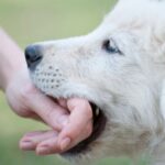 Dog Bite Accident Lawyers in Wenatchee