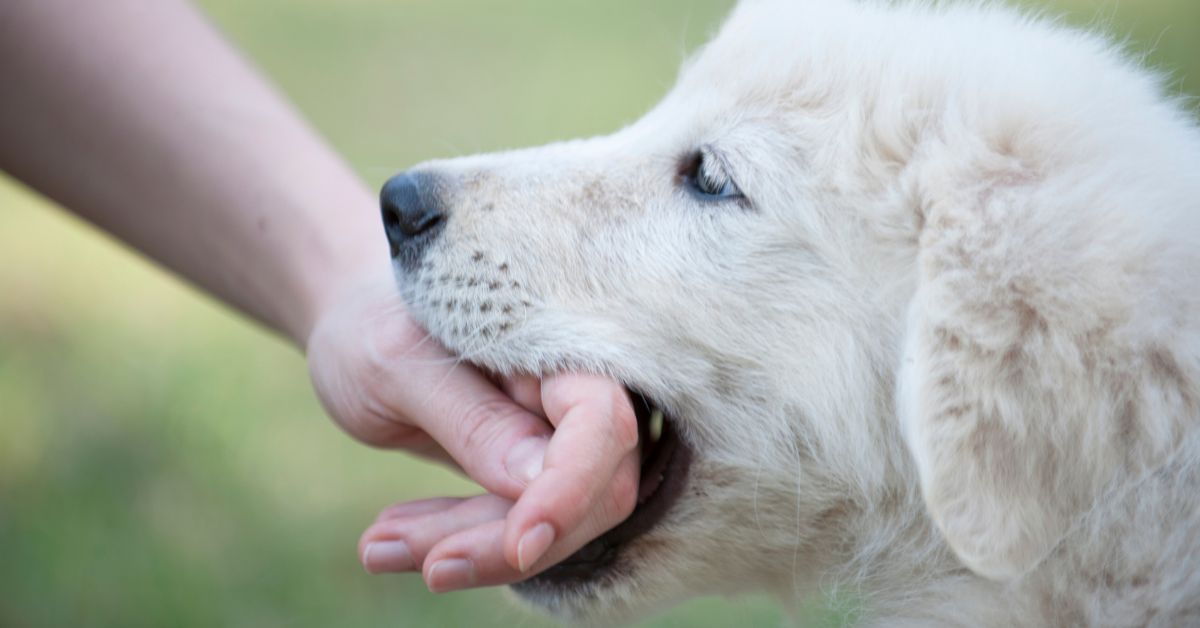 Dog Bite Accident Lawyers in Wenatchee