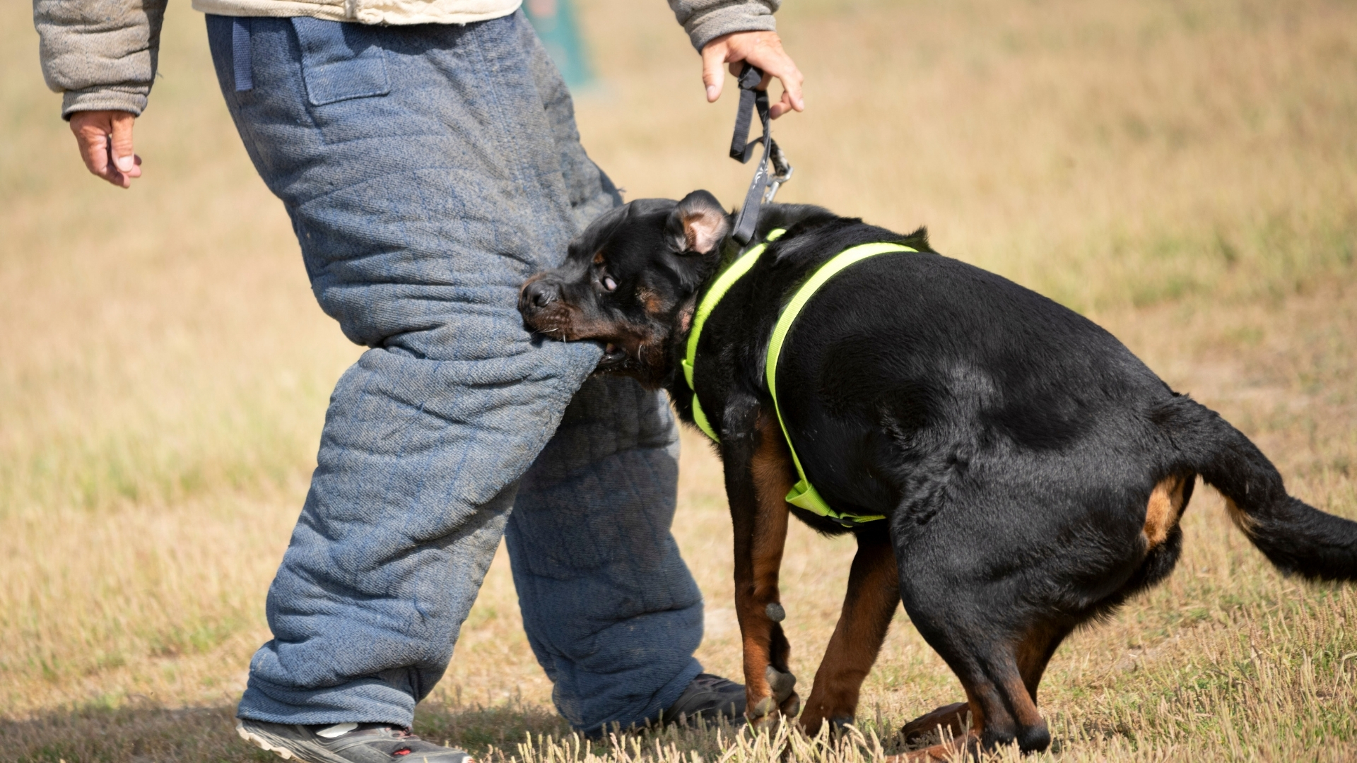 What Is the Dog Bite Law in Washington?